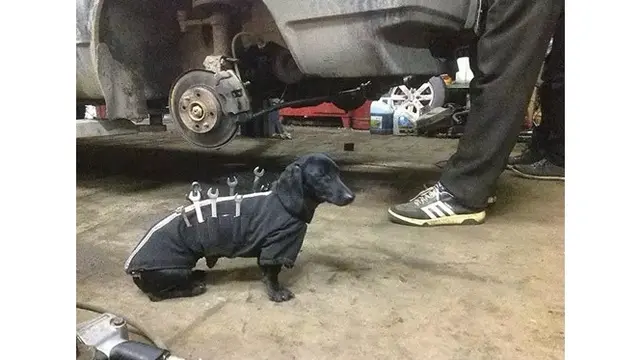 Tak Biasa, Anjing-anjing Ini Jadi Pekerja Layaknya Manusia