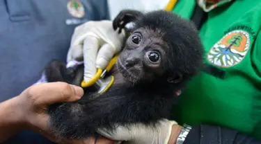 Dokter hewan memeriksa seekor bayi siamang di Balai Konservasi Sumber Daya Alam (BKSDA) Banda Aceh, Aceh, Kamis (1/11). Bayi siamang ini hasil sitaan dari warga. (CHAIDEER MAHYUDDIN/AFP)