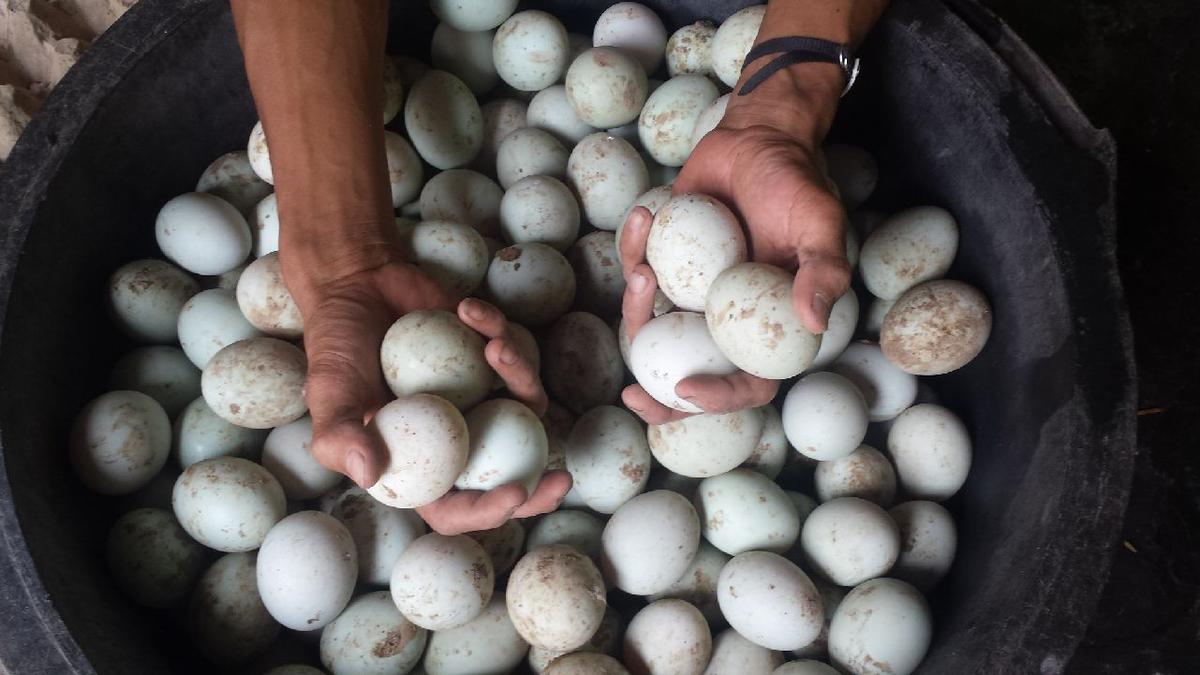 Benarkah Kolesterol dalam Telur Bebek Lebih Tinggi Dibandingkan Telur Ayam? Berikut faktanya