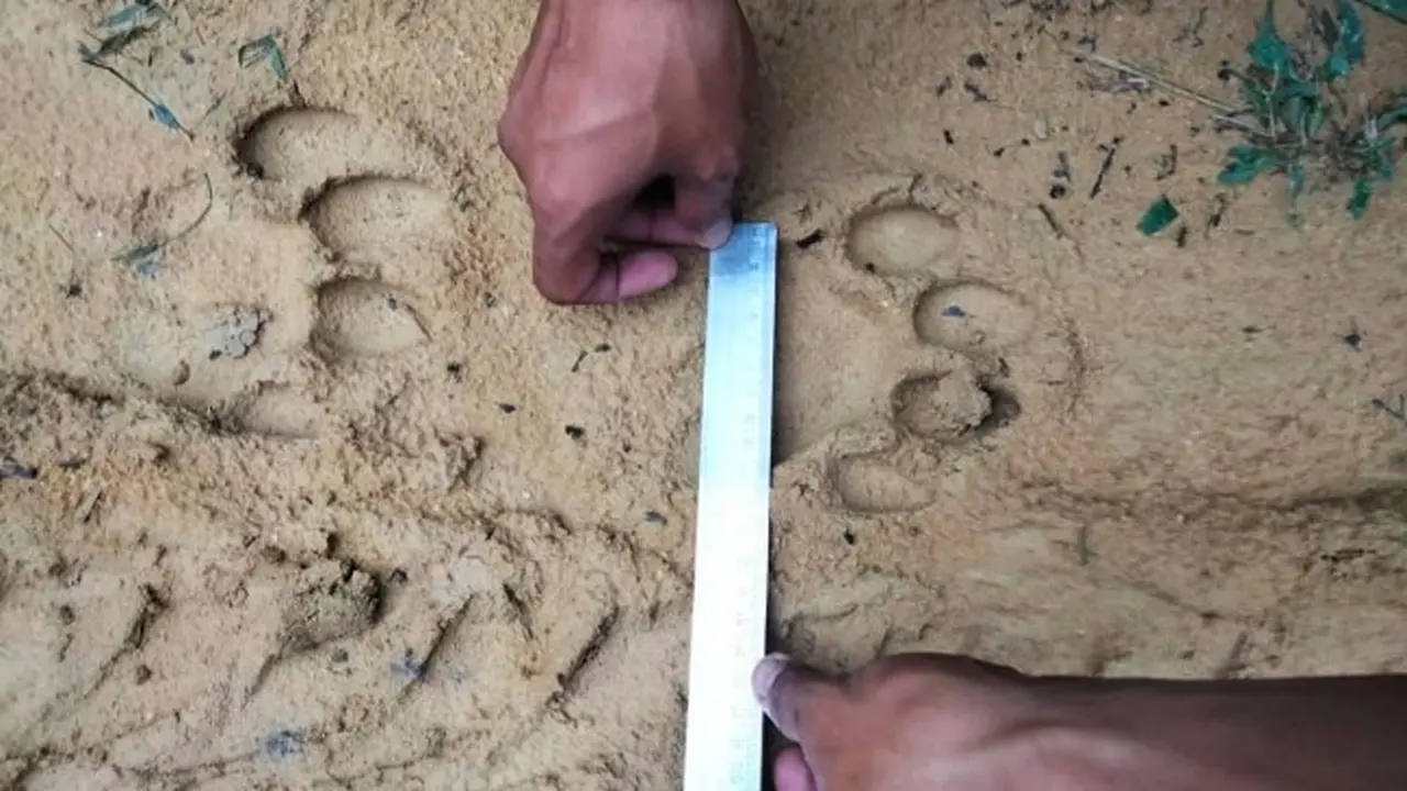 Jejak harimau sumatra yang ditemukan petugas BBKSDA Riau di perkebunan perusahaan di Kabupaten Pelalawan.