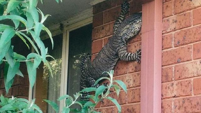 7 Bukti Australia Dihuni Reptil-reptil Mengerikan