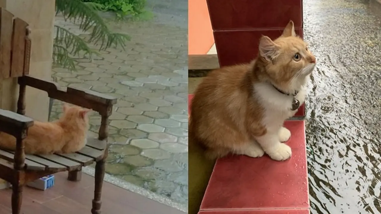 6 Potret Kucing Lihat Hujan Ini Bak 'Anak Senja', Bikin Gemas