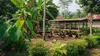 Cara Menggabungkan Ayam Kampung dengan Pohon Cabai, Ciptakan Pertanian Terpadu yang Efisien