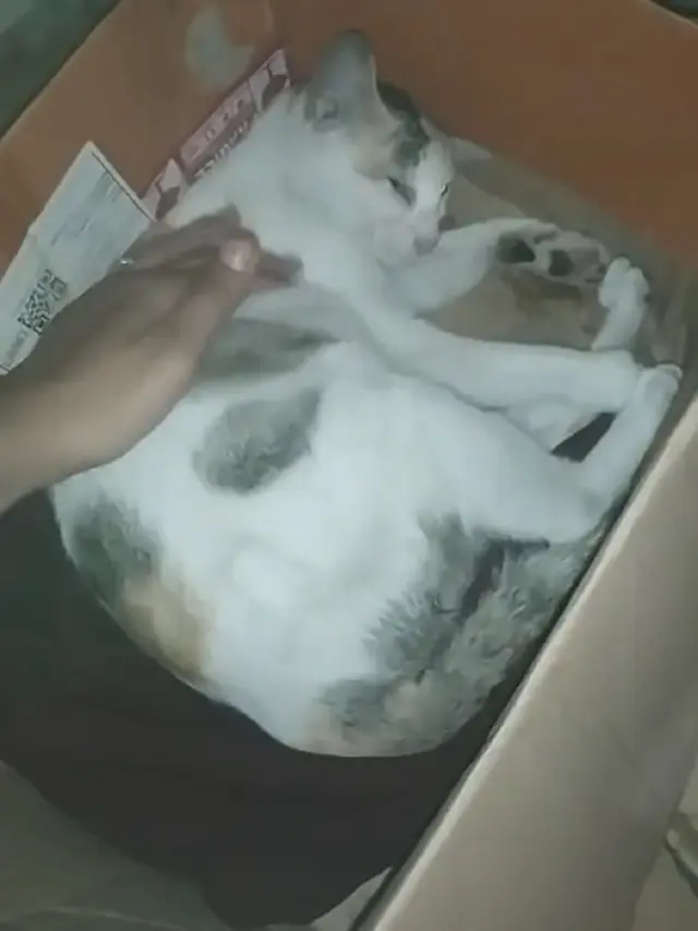 Viral Kucing Minta Ditemani Saat Lahiran.