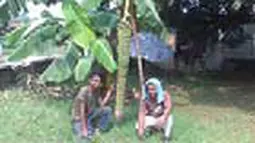 Pohon Pisang Unik