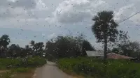 Pemkab Sumba Timur meminta agar pemerintah pusat membantu mengendalikan serbuan belalang kembara yang mengancam ketahanan pangan warga. (Liputan6.com/Ola Keda)