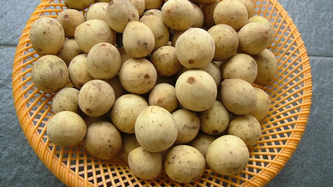 duku-kezo