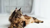 Ilustrasi Kucing Maine Coon. (Credit: Shutterstock)