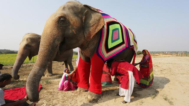 Unduh 5000 Koleksi Gambar Gajah Raksasa  HD