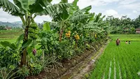6 Ide Kebun Buah Mini di Sela Tanaman Padi, Pertanian Terpadu Menguntungkan
