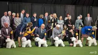 Sekelompok Bichon Frise bersaing dalam Pertunjukan Anjing Westminster Kennel Club tahunan ke 144 di New York City. Lebih dari 200 ras dan varietas anjing bersaing dalam pertunjukan ini (Liputan6/Johannes/AFP)