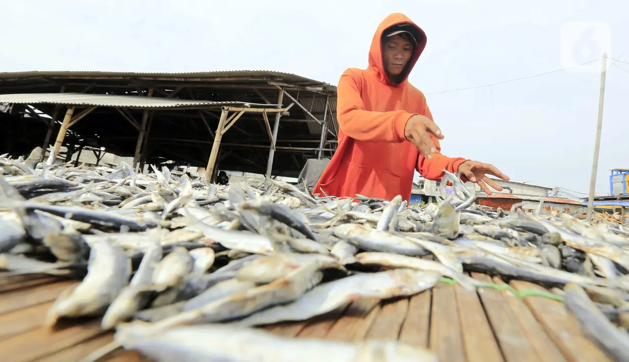 Pekerja menjemur ikan asin di Jakarta, Minggu (6/2/2022). Pengusaha ikan asin di daerah tersebut mengaku mengurangi produksinya karena permintaan pasar sedang turun dan terkendala proses pengeringan akibat curah hujan. (Liputan6.com/Angga Yuniar)