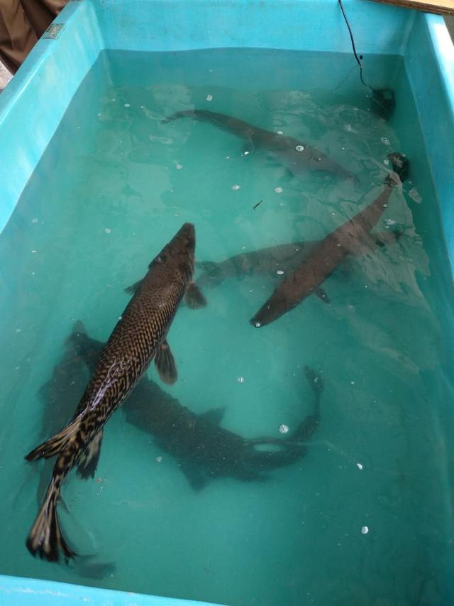 Penyelundupan Ilegal Picu Penyebaran Ikan Predator di Indonesia