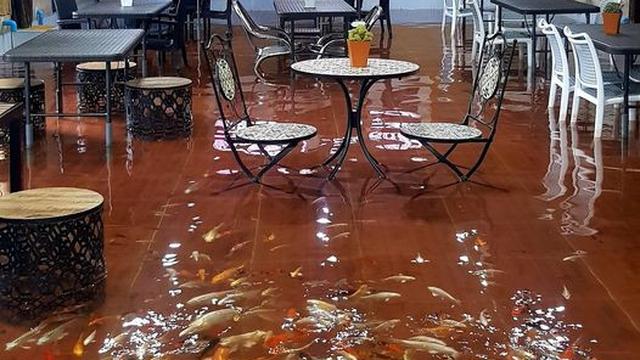 <span>Unik Banget, Kafe Ini Tawarkan Sensasi Ngopi Bersama Puluhan Ikan Koi (sumber: Oddity central)</span>