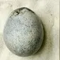 Temuan telur ayam berusia 1.700 tahun di sebuah situs Roma di Inggris. (Dok. Oxford Archaeology)