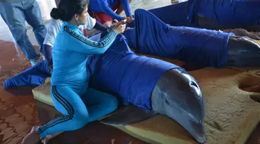 Petugas menyiapkan lumba-lumba untuk dipindahkan ke Dolphinarium di Cienfuegos, Kuba (8/9). Lumba-lumba ini dipindahkan dari dolphinarium Cayo Guillermo menyusul datangnya badai Irma. (Osvaldo Gutierrez Gomez / ACN via AP)