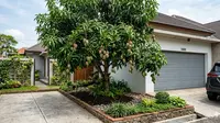 8 Pohon Buah Berakar Jinak yang Aman Ditanam Dekat Garasi Rumah