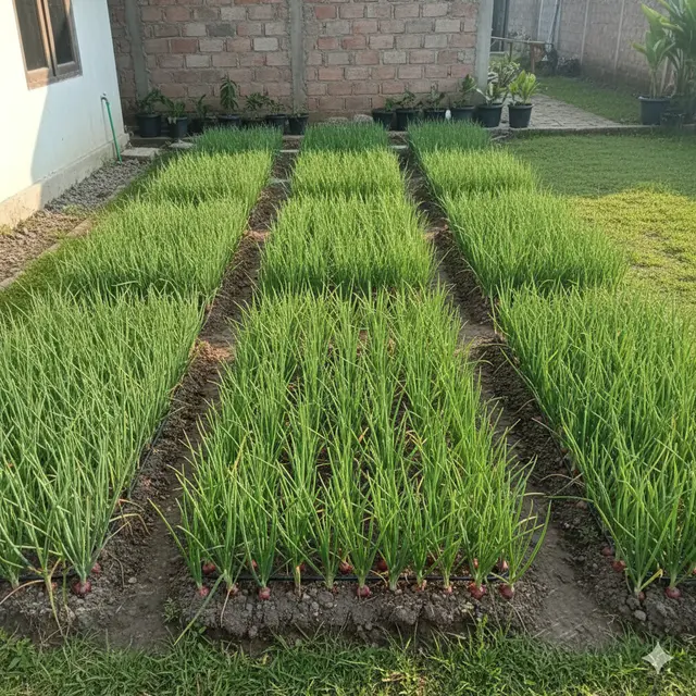 Kebun Bawang Merah 2×2 m di Halaman Belakang Rumah (Foto: Gemini AI)