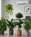 Tanaman Indoor yang Tahan AC. Foto: AI Generated