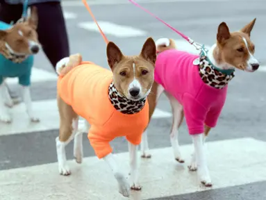 Anjing Shiba Inu Jepang tiba untuk hari kedua Crufts 2018 di NEC di Birmingham, Inggris, (9/3). Pertunjukan anjing utama Crufts menarik ribuan pendatang untuk berbagai kompetisi dan acara kepatuhan. (Aaron Chown / PA via AP)