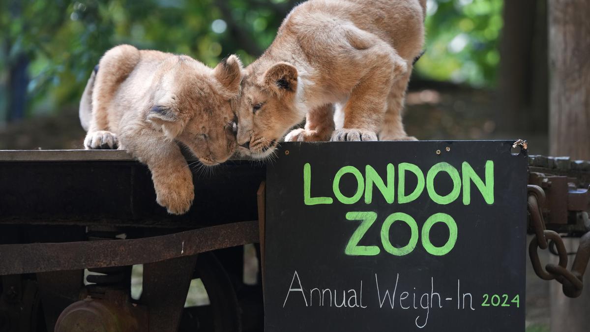 Pendataan Satwa di Kebun Binatang London
