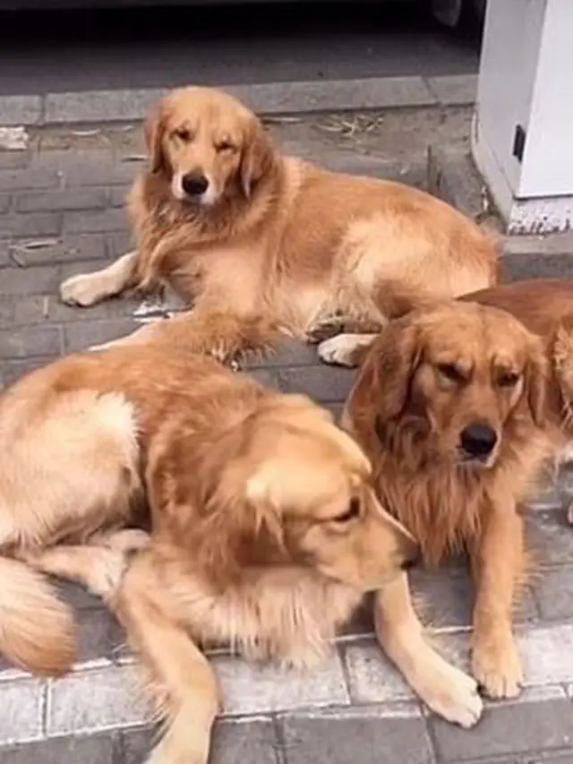 anjing