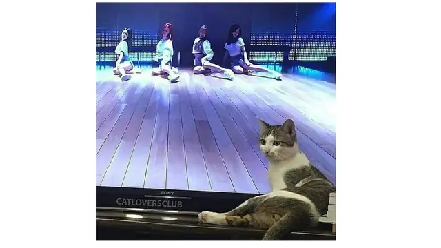 6 Ilusi Optik Kucing dengan Cewek Ini Bikin Lihat Dua Kali, Ada yang Aneh