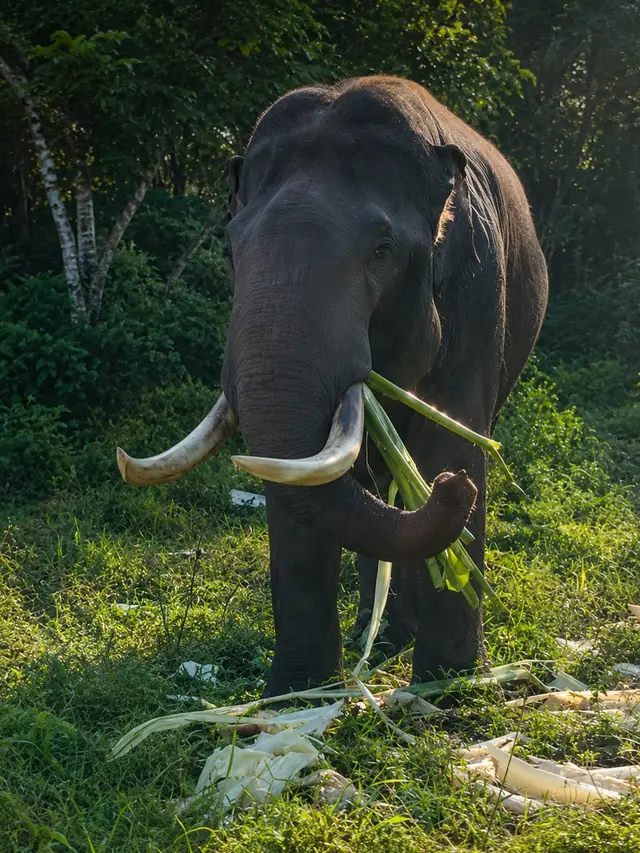Gajah Indro Mati di TN Tesso Nilo, Tim Flying Squad Tersisa 5 Ekor