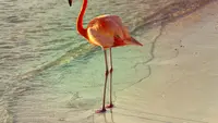 Turis Kanada Divonis Bersalah Usai Curi Flamingo dari Hotel Las Vegas
