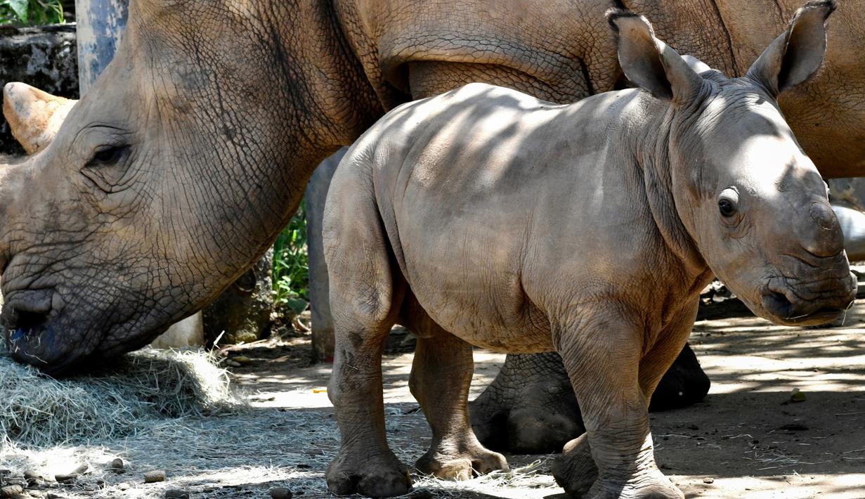 FOTO: Kebun Binatang di Taiwan Sambut Kehadiran Bayi Badak ...
