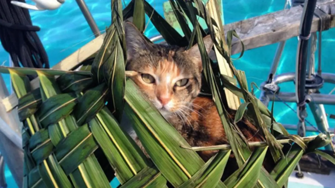 Kucing