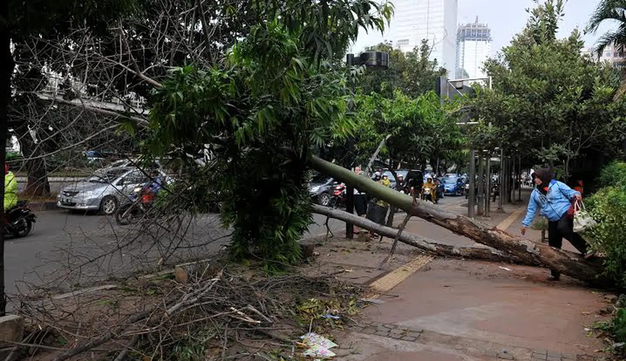 Pohon yang tumbang itu jatuh melintangi trotoar dan hampir seluruh badan jalan (Liputan6.com/Johan Tallo)