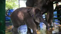 Mengenal Rocky Balboa, Anak Gajah Imut Warga Baru Kebun Binatang Surabaya