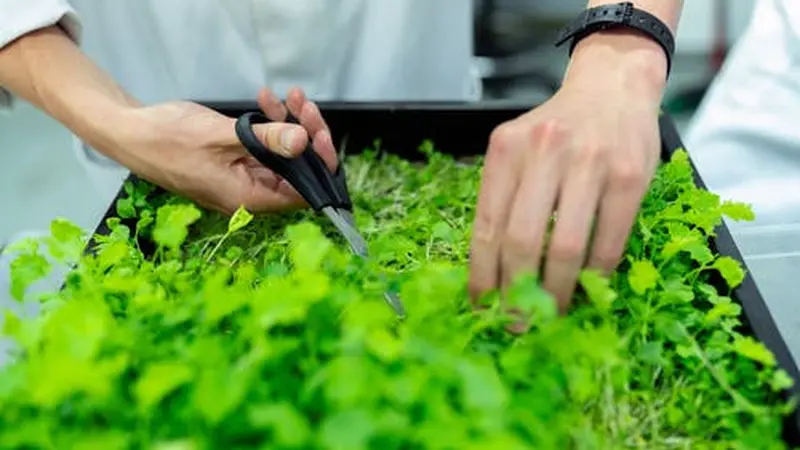 Isi Masa Pandemi, Mari Berkebun Sayuran di Rumah