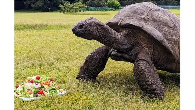 Kura-Kura Tertua di Dunia Rayakan Usia 191 Tahun, Ini Makanan Favoritnya