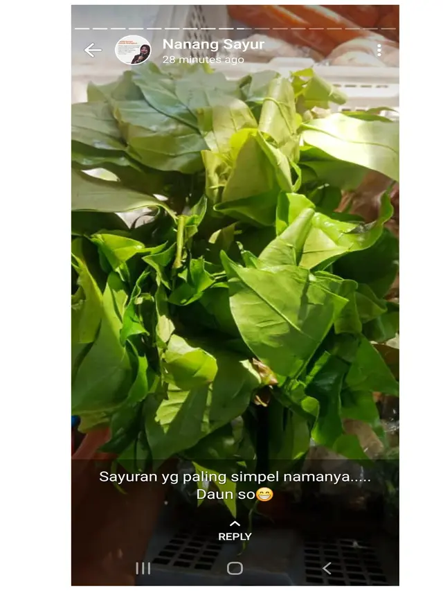 Kocak, 6 Status WhatsApp Tukang Sayur Ini Bikin Senyum Sendiri