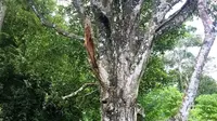 Awalnya, tiga pohon cengkih tertua di dunia hidup di Ternate. Namun, satu pohon sudah tumbang. (Liputan6.com/Hairil Hiar)