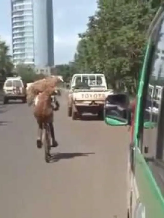 6 Potret Angkut Kambing Pakai Sepeda Ini Butuh Perjuangan, Totalitas
