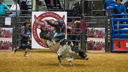 Seorang koboi junior bersaing dalam kompetisi World Finals for the International Miniature Bull Rider 2020 di Mesquite, Texas, AS, 9 Desember 2020. Kompetisi yang diselenggarakan oleh International Miniature Bullrider's Association itu diikuti oleh lebih dari 260 kontestan. (Xinhua/Dan Tian)