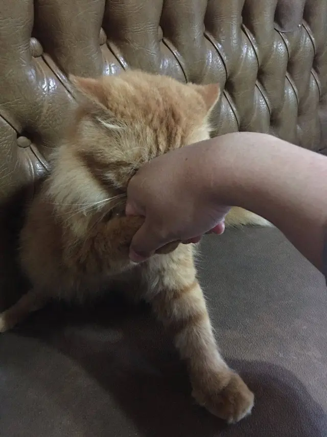10 Potret Lucu Kucing Ikut Rayakan Lebaran, Sungkem dengan Donatur