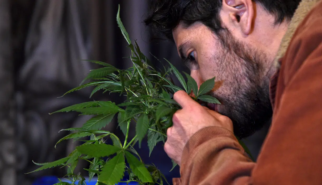 Seorang pria mencium aroma dari tanaman ganja saat pameran produk ganja untuk obat di Bogota, Kolombia, Selasa (22/12). Pemerintah Kolombia telah melegalkan penggunaan ganja untuk keperluan medis. (AFP PHOTO/Guillermo LEGARIA)