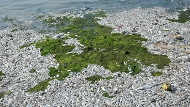 20151130-Ikan Mati di Ancol-Jakarta-Gempur M Surya
