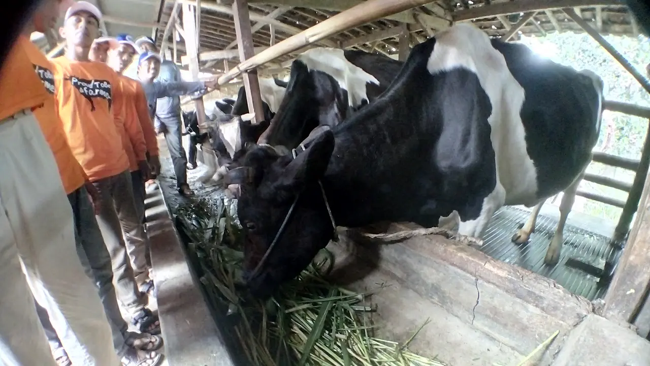 Susu sapi