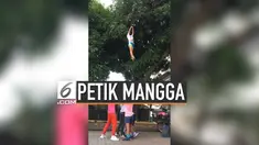 Sekelompok cheerleader di Filipina gunakan gerakan melompat untuk memetik mangga di pohon tinggi. Aksi mereka ternyata berhasil dan menjadi viral.