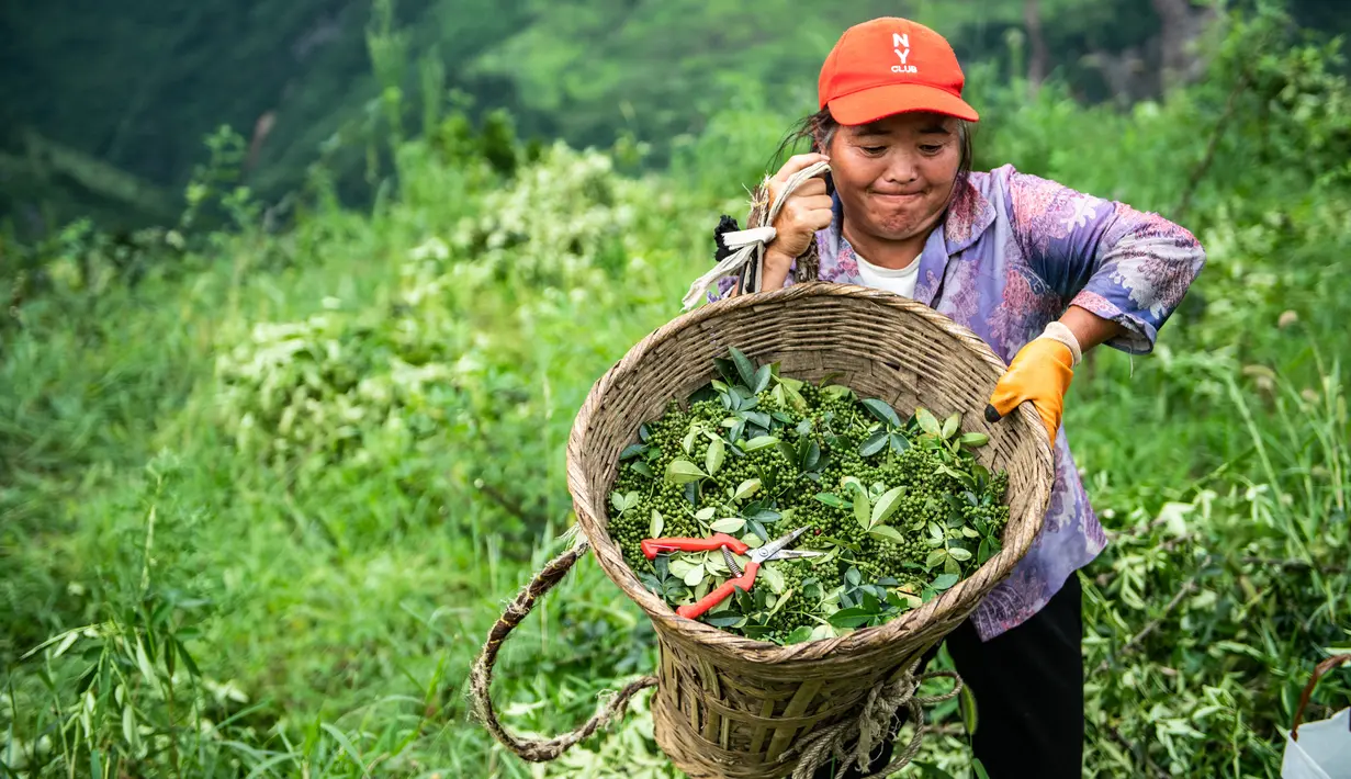 Seorang warga desa membawa merica Sichuan yang dipanen di Wilayah Tongzi, Provinsi Guizhou, China barat daya (22/7/2020). Industri merica Sichuan di Wilayah Tongzi telah menjadi industri penting yang membantu mengangkat masyarakat setempat keluar dari jurang kemiskinan. (Xinhua/Tao Liang)