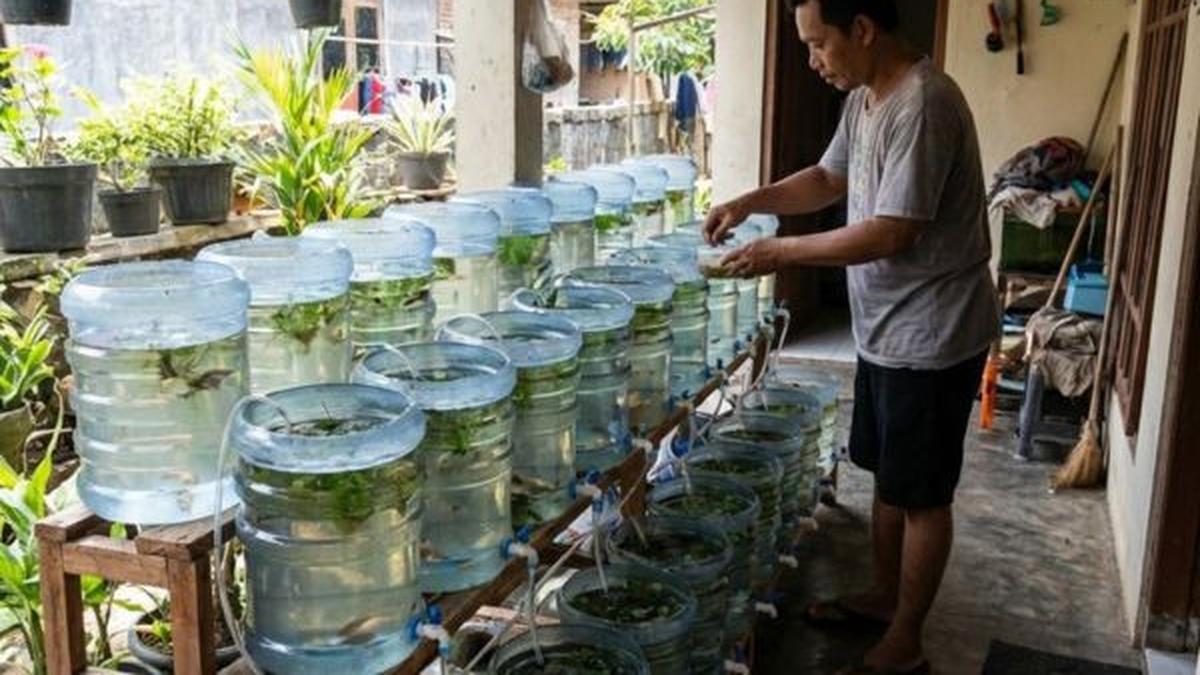 Jenis Ikan Kecil yang Bisa Diternak di Galon, Perawatan Mudah Cocok untuk Usaha Rumahan