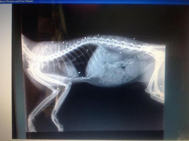 Peluru yang ada di tubuh Puss-Puss sebelum dilakukan operasi | Photo: Copyright nydailynews.com