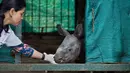 Panchami Sharma membelai bayi badak bertanduk satu di dalam kandang di Taman Zoologi Assam di Gauhati, India (5/6). Bayi badak ini telah ditinggalkan ibunya di tempat perlindungan satwa liar Pobitora. (AP Photo/Anupam Nath)