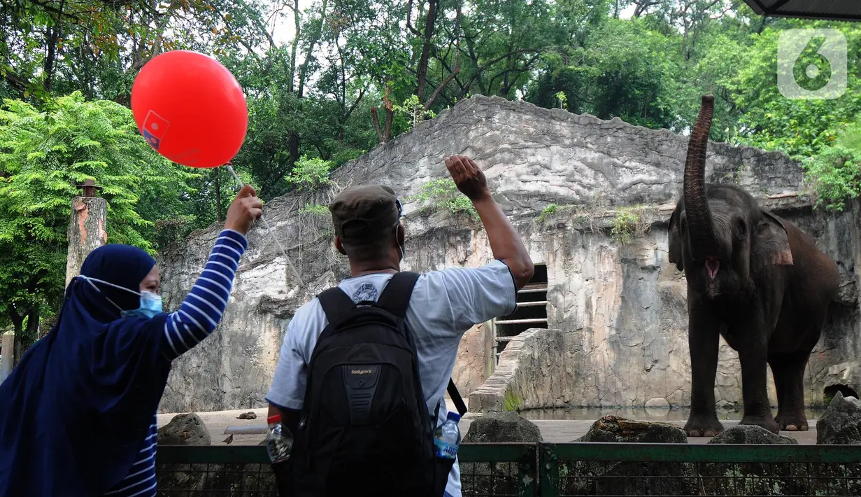 Pengunjung memberi makan gajah di  Taman Margasatwa Ragunan (TMR), Jakarta, Sabtu (23/10/2021). Mulai hari ini TMR ragunan dibuka untuk umum dengan menerapkan protokol kesehatan yang ketat. (merdeka.com/Arie Basuki)