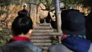 Pengunjung melihat anak panda Huanlili saat ia menjelajahi kandang eksternalnya untuk pertama kalinya di taman zoologi Beauval di Saint-Aignan, Prancis tengah (14/3/2022). Anak panda Huanlili ini lahir pada 1 Agustus 2021. (AFP/Souvant Guillaume)